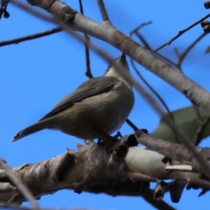 Melithreptus brevirostris at QPRC LGA - suppressed