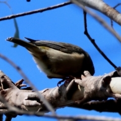 Melithreptus brevirostris at QPRC LGA - suppressed