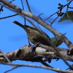 Melithreptus brevirostris at QPRC LGA - suppressed