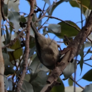 Melithreptus brevirostris at QPRC LGA - suppressed