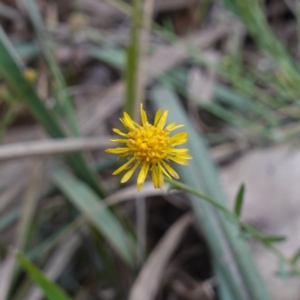 Calotis lappulacea at Cowra, NSW - 24 Jun 2024