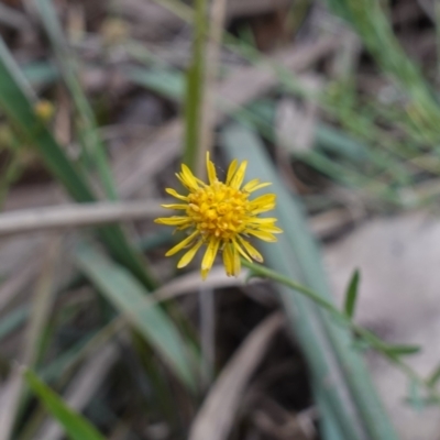 Calotis lappulacea (Yellow Burr Daisy) at Cowra, NSW - 24 Jun 2024 by RobG1