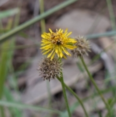 Calotis lappulacea at Cowra, NSW - 24 Jun 2024