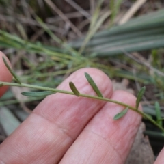 Calotis lappulacea at Cowra, NSW - suppressed