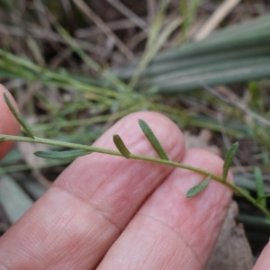 Calotis lappulacea at Cowra, NSW - 24 Jun 2024