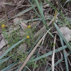 Calotis lappulacea at Cowra, NSW - 24 Jun 2024