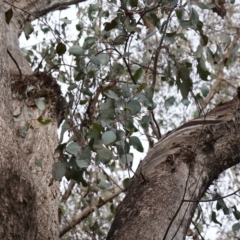 Eucalyptus albens (White Box) at Cowra, NSW - 24 Jun 2024 by RobG1
