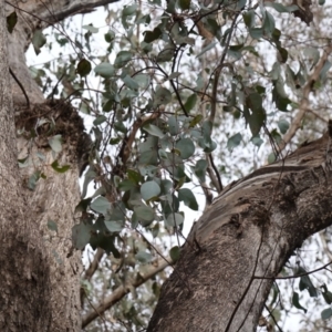 Eucalyptus albens at Cowra, NSW - suppressed