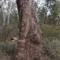 Eucalyptus albens at Cowra, NSW - 24 Jun 2024