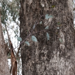 Eucalyptus albens at Cowra, NSW - suppressed