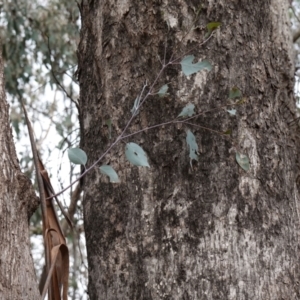 Eucalyptus albens at Cowra, NSW - 24 Jun 2024