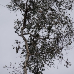 Eucalyptus albens at Cowra, NSW - 24 Jun 2024