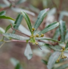 Dodonaea viscosa subsp. spatulata (Broad-leaved Hop Bush) at Conimbla National Park - 24 Jun 2024 by RobG1