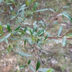 Dodonaea viscosa subsp. spatulata at Conimbla National Park - 24 Jun 2024