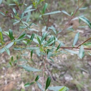 Dodonaea viscosa subsp. spatulata at Conimbla National Park - 24 Jun 2024