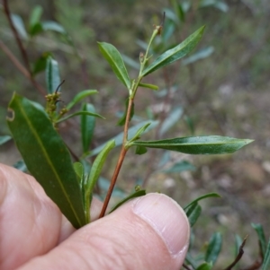 Dodonaea viscosa subsp. spatulata at Conimbla National Park - suppressed