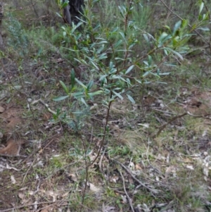 Dodonaea viscosa subsp. spatulata at Conimbla National Park - 24 Jun 2024