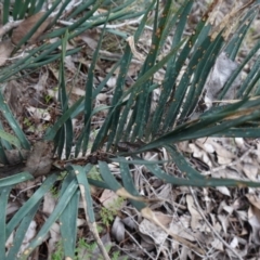 Macrozamia secunda at Cowra, NSW - 24 Jun 2024 by RobG1