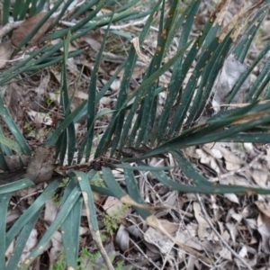 Macrozamia secunda at Conimbla National Park - suppressed