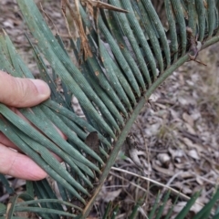 Macrozamia secunda at Conimbla National Park - 24 Jun 2024