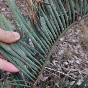 Macrozamia secunda at Conimbla National Park - suppressed