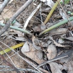 Macrozamia secunda at Conimbla National Park - suppressed