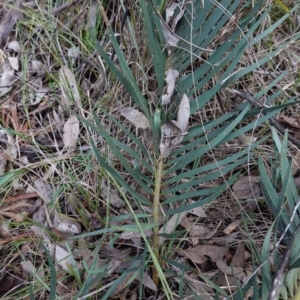 Macrozamia secunda at Conimbla National Park - suppressed