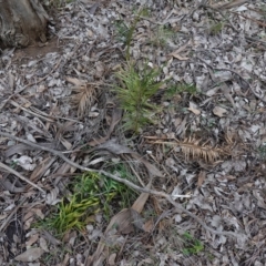 Macrozamia secunda at Conimbla National Park - suppressed