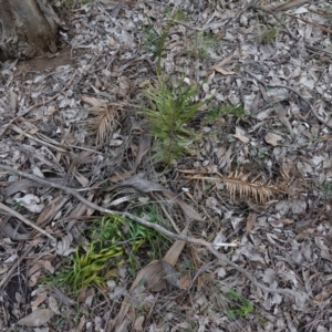 Macrozamia secunda at Conimbla National Park - 24 Jun 2024