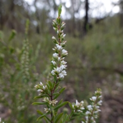 Leucopogon ericoides at Cowra, NSW - 24 Jun 2024 by RobG1