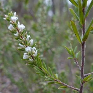 Styphelia ericoides at Conimbla National Park - 24 Jun 2024