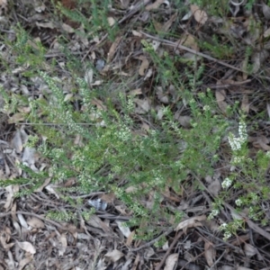 Styphelia ericoides at Conimbla National Park - suppressed