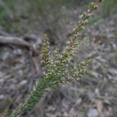 Styphelia ericoides at Conimbla National Park - suppressed