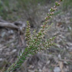 Styphelia ericoides at Conimbla National Park - suppressed