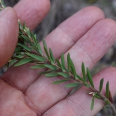 Styphelia ericoides at Conimbla National Park - 24 Jun 2024