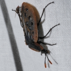 Ptomaphila lacrymosa at WendyM's farm at Freshwater Ck. - 25 Dec 2022 11:04 PM