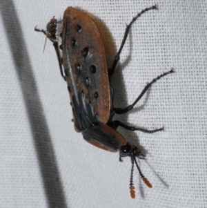 Ptomaphila lacrymosa at WendyM's farm at Freshwater Ck. - 25 Dec 2022