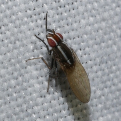 Poecilohetaerus sp. (genus) (Lauxaniid fly) at WendyM's farm at Freshwater Ck. - 25 Dec 2022 by WendyEM