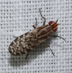 Sapromyza mallochiana at WendyM's farm at Freshwater Ck. - 26 Dec 2022 12:19 AM