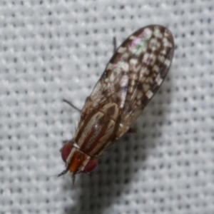 Sapromyza mallochiana at WendyM's farm at Freshwater Ck. - 26 Dec 2022 12:19 AM