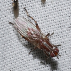 Sapromyza sp. (genus) at Freshwater Creek, VIC - 25 Dec 2022 by WendyEM