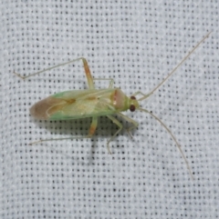 Creontiades dilutus (Green Mirid) at WendyM's farm at Freshwater Ck. - 26 Dec 2022 by WendyEM