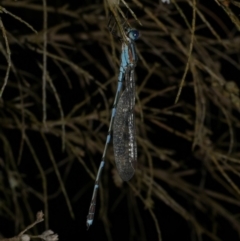 Austrolestes leda (Wandering Ringtail) at WendyM's farm at Freshwater Ck. - 25 Dec 2022 by WendyEM