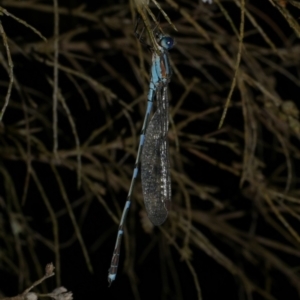 Austrolestes leda at WendyM's farm at Freshwater Ck. - 25 Dec 2022