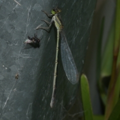 Ischnura aurora (Aurora Bluetail) at WendyM's farm at Freshwater Ck. - 28 Dec 2022 by WendyEM