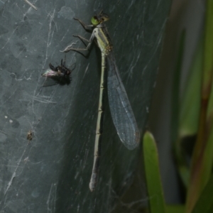 Ischnura aurora at WendyM's farm at Freshwater Ck. - 28 Dec 2022 11:49 AM