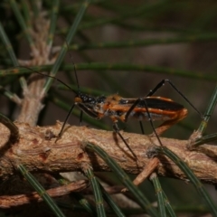 Gminatus australis at Freshwater Creek, VIC - 29 Dec 2022 by WendyEM