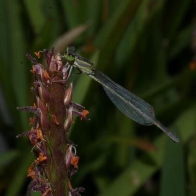 Ischnura aurora (Aurora Bluetail) at WendyM's farm at Freshwater Ck. - 28 Dec 2022 by WendyEM