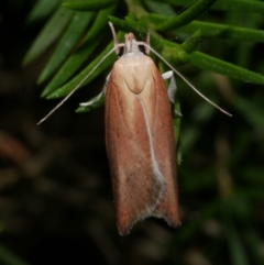 Eochrois dejunctella (A Concealer moth (Wingia Group)) at WendyM's farm at Freshwater Ck. - 30 Dec 2022 by WendyEM