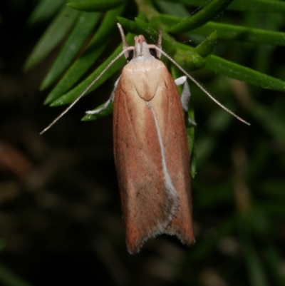 Eochrois dejunctella (A Concealer moth (Wingia Group)) at Freshwater Creek, VIC - 30 Dec 2022 by WendyEM